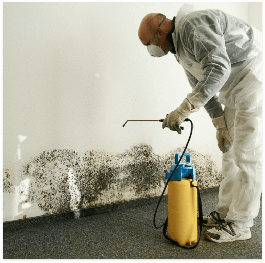 black mold removal